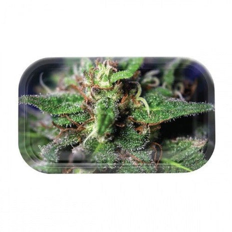 Syndicate Glass Rolling Tray Medium - Blue Dream - SBCDISTRO